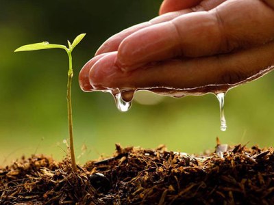 Plant a sapling to beat the pollution